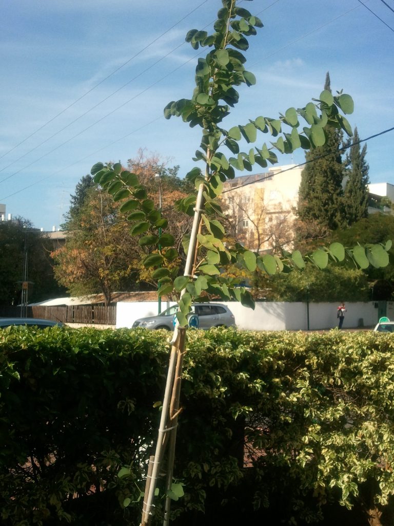 השתיל שלי בן שנה בחורף 2011