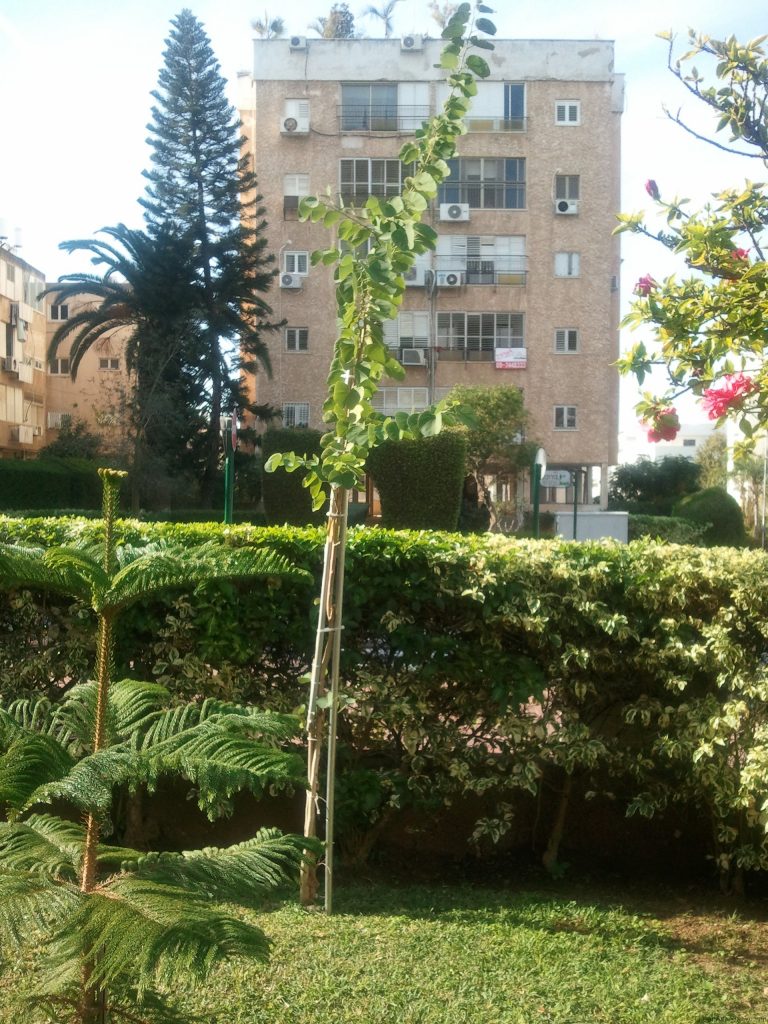 השתיל  בן שנה מקבל חיזוקים לעמידה בפני הרוח