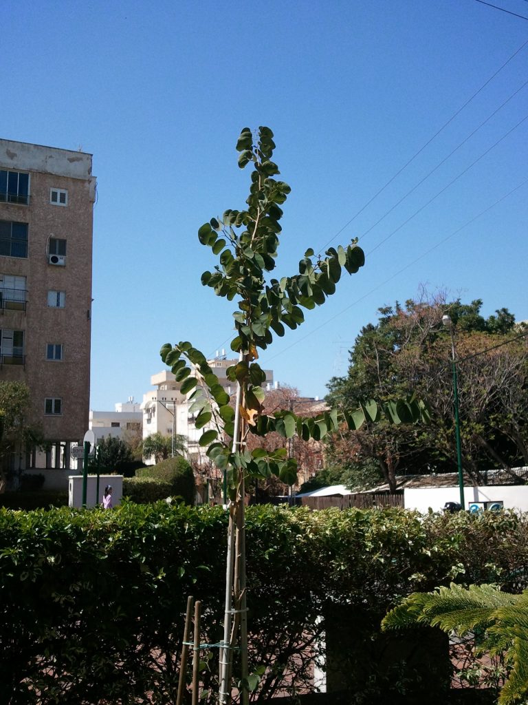 השתיל שלי בצמיחה בלתי פוסקת - אביב 2012