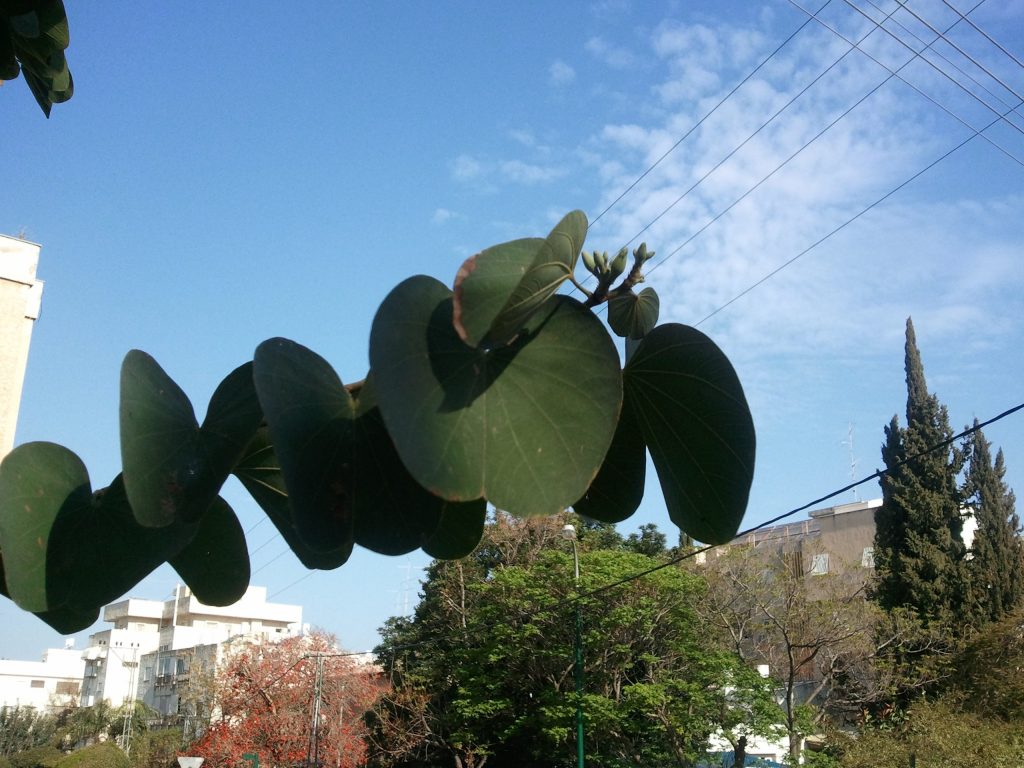 ניצנים נראו בארץ, עת זמיר הגיע...  אפריל 2012