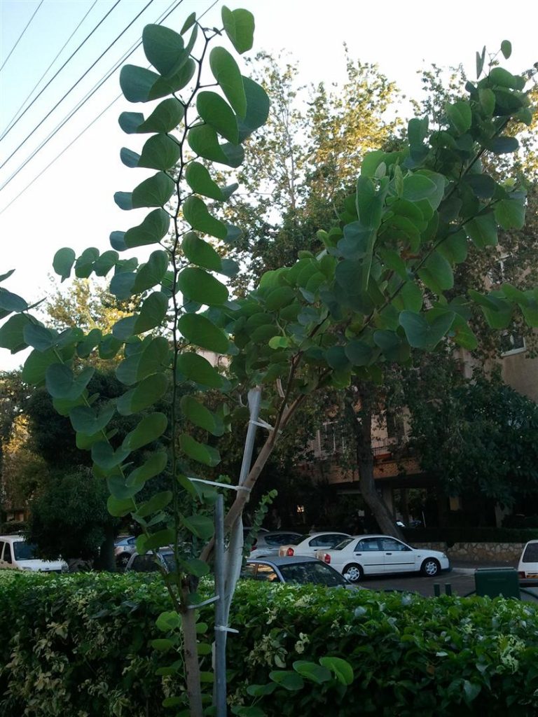 סתו 2012- השתיל בן שנתיים וחצי