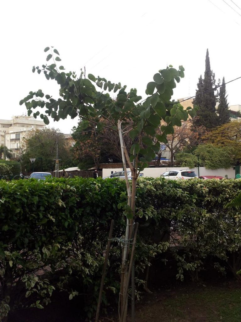 חורף 2013 העץ שלי גדל ומכה שורשים באדמה