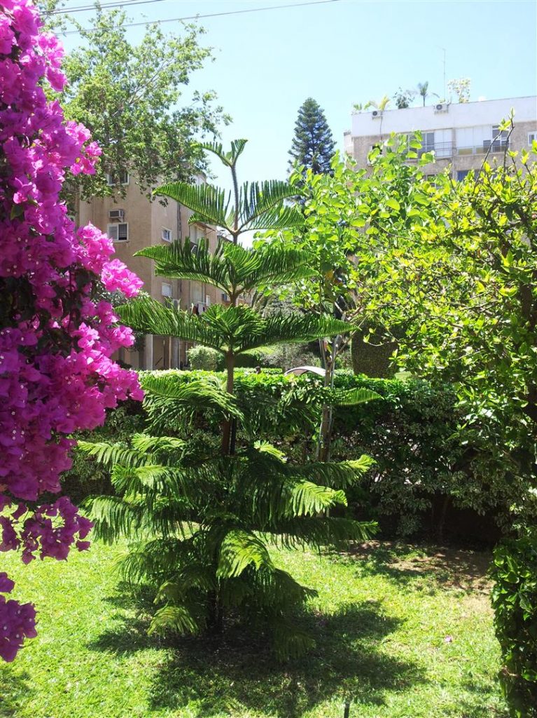  קיץ 2013 חברים טובים יש לעץ הבוהיניה בגינת הבית