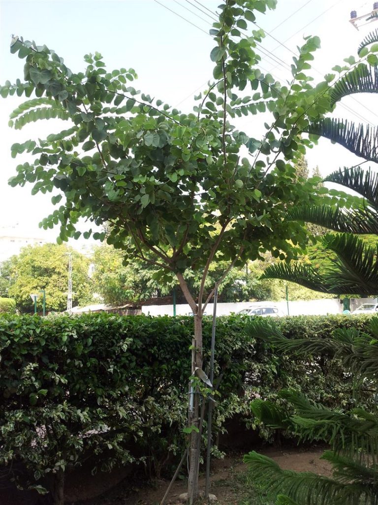  התרגשות מהגשם הראשון בסתו 2013