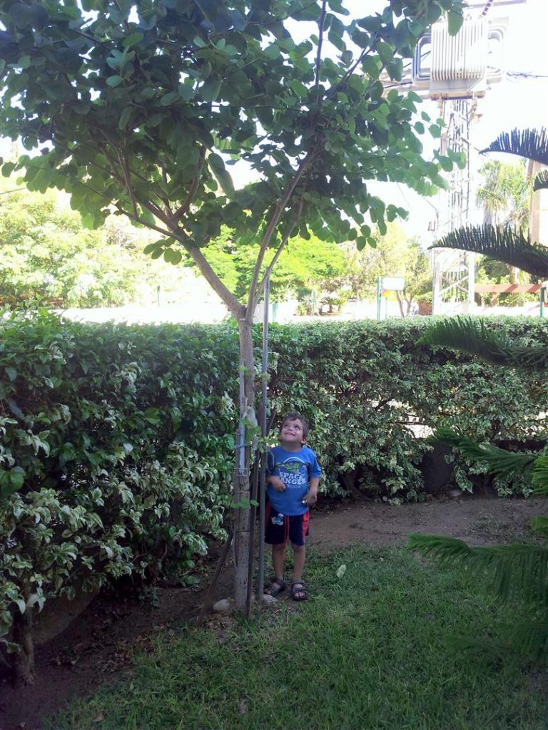 צמיחתו של נכדי לעומת צמיחת העץ כאשר שניהם בגיל שלש וחצי