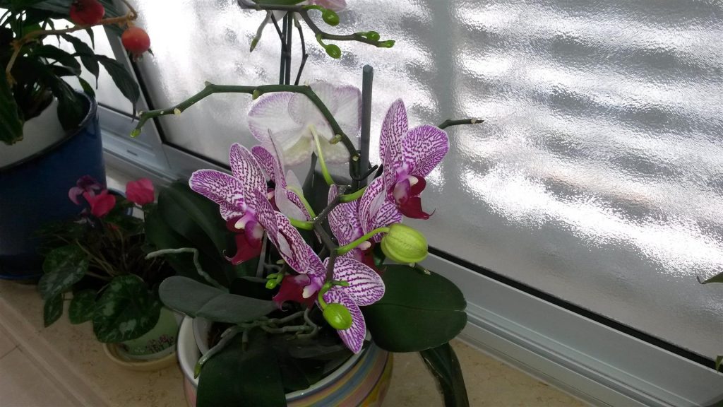 תחילת חודש אפריל פורחים 6 פרחים על ענף אחד בתפרחת מרהיבה