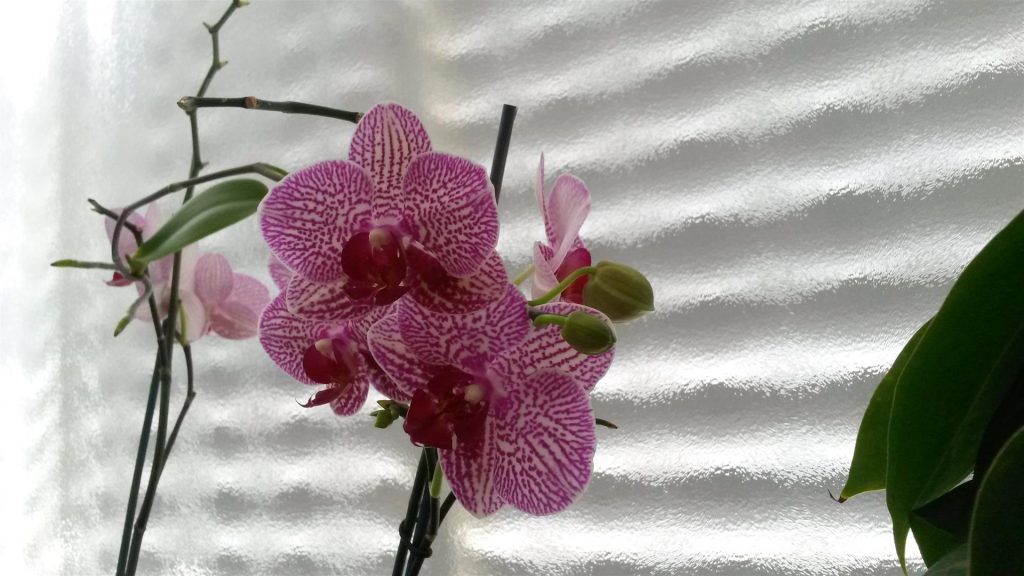 תפרחת מרהיבה של פרחי הסחלב שלי שכבר 6 פרחים נפתחו על ענף אחד