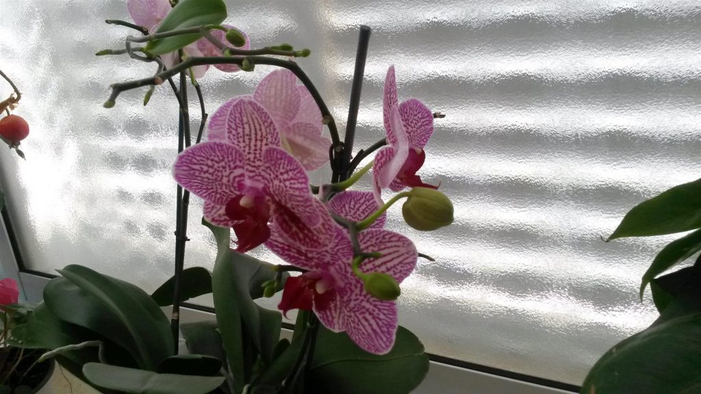 תחילת חודש אפריל פורחים 6 פרחים על ענף אחד בתפרחת מרהיבה