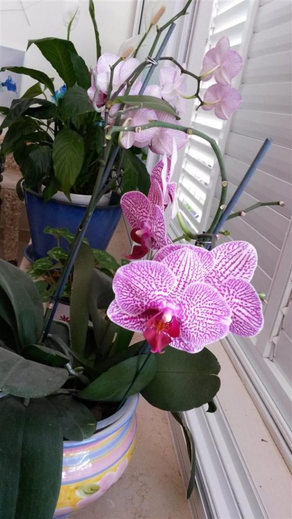 אמצע מאי 2014 ממשיך בפריחה מלבלבת