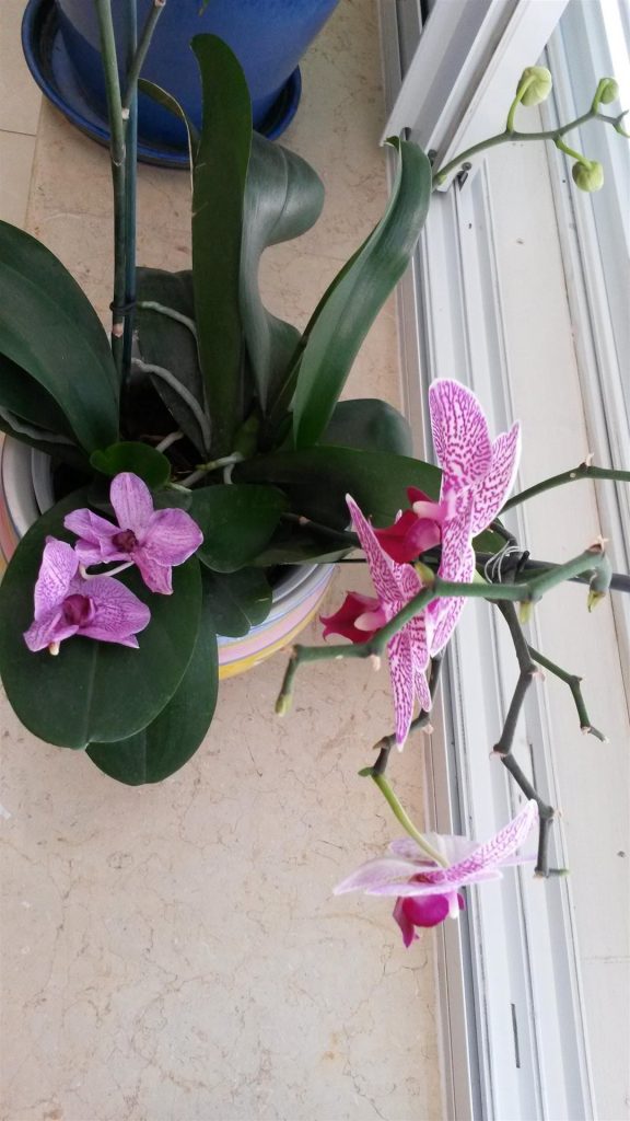 סוף מאי החלה עונת נשירת הפרחים הנכנסים לייבוש בין הספרים