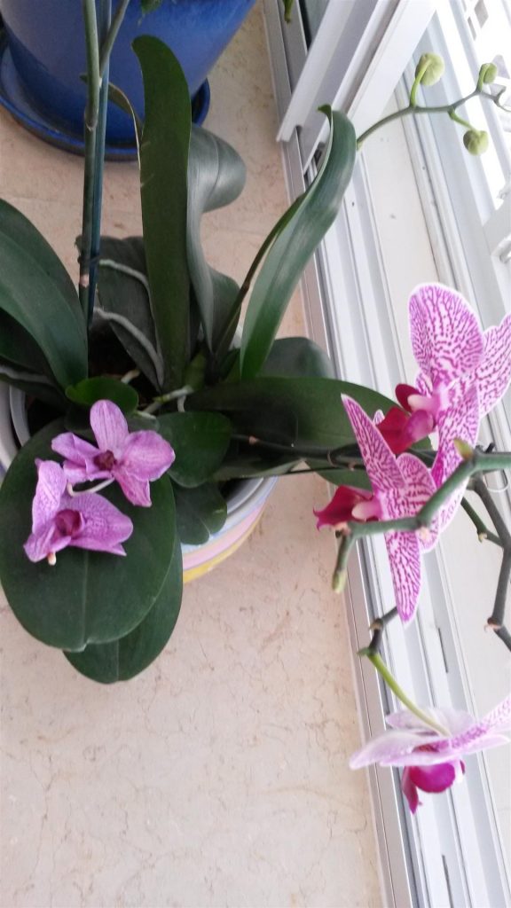 סוף מאי החלה עונת נשירת הפרחים הנכנסים לייבוש בין הספרים