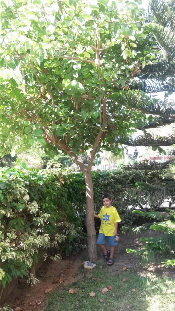 סתיו 2015 אורי נכדי שגילו כגיל העץ  בודק את גובהו ביחס לעץ