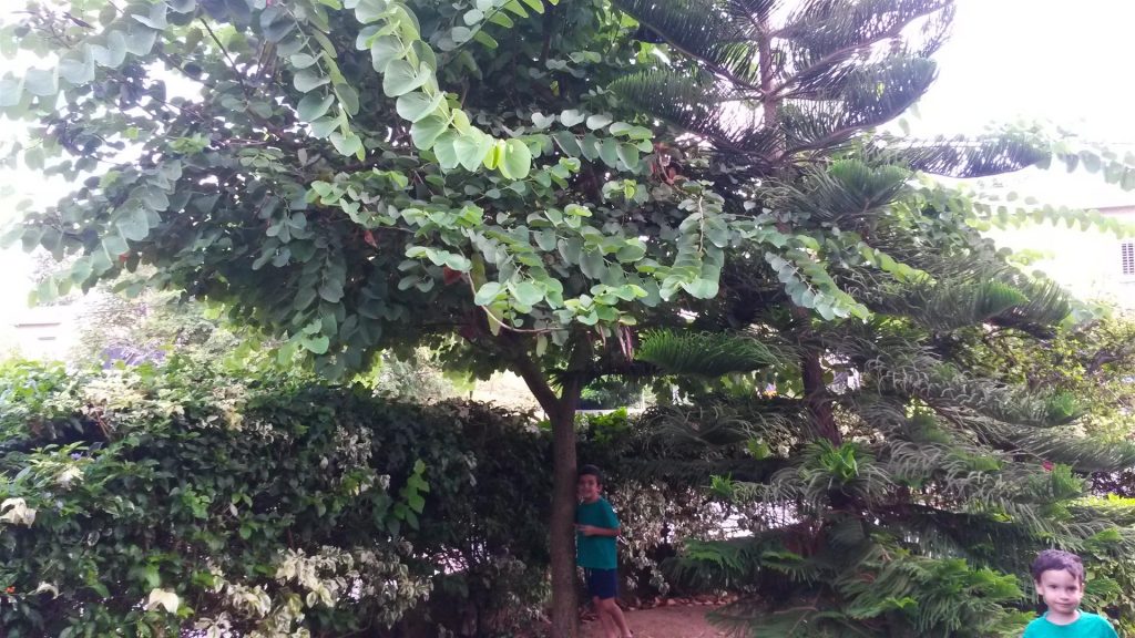 ספטמבר 2016 נכדי אורי בחיבוק לעץ שלי ובמעקב אחר צמיחתו