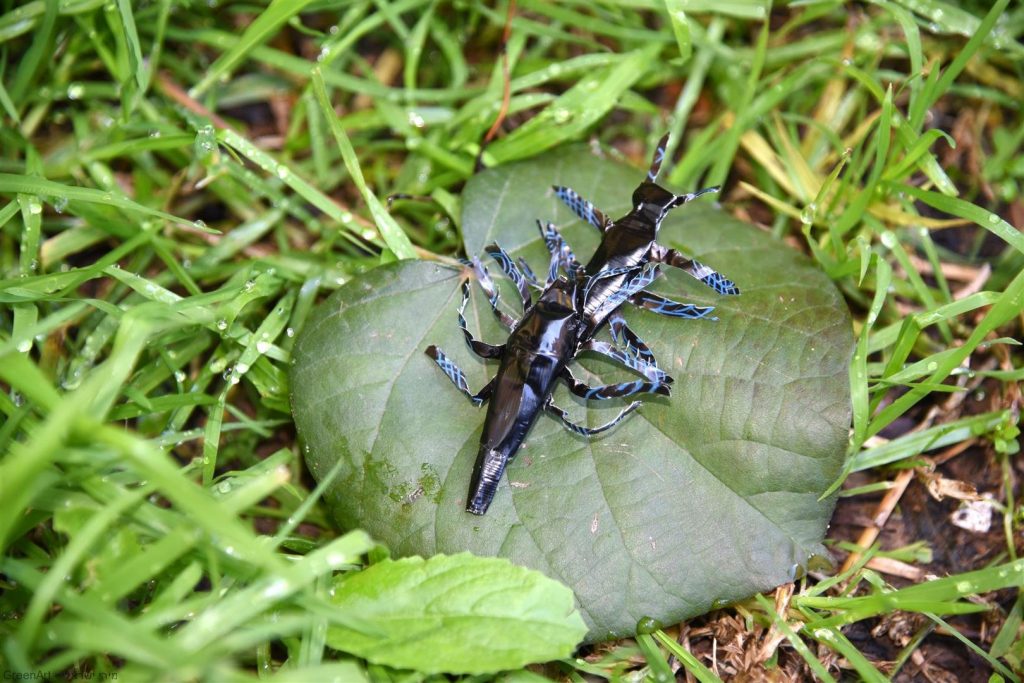 פיסול חרקים מקפסולות של קפה - אמנות אקולוגית  ECO ART