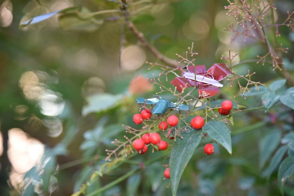  אמנות לשימור מגוון המינים של הפרפרים כמאביקים בטבע