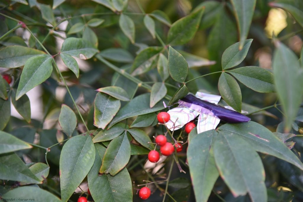 פיסול חרקים מקפסולות של קפה - אמנות אקולוגית  ECO ART