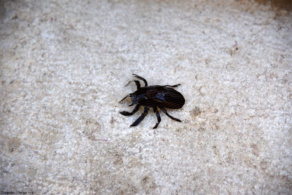 פיסול חרקים מקפסולות של קפה - אמנות אקולוגית  ECO ART