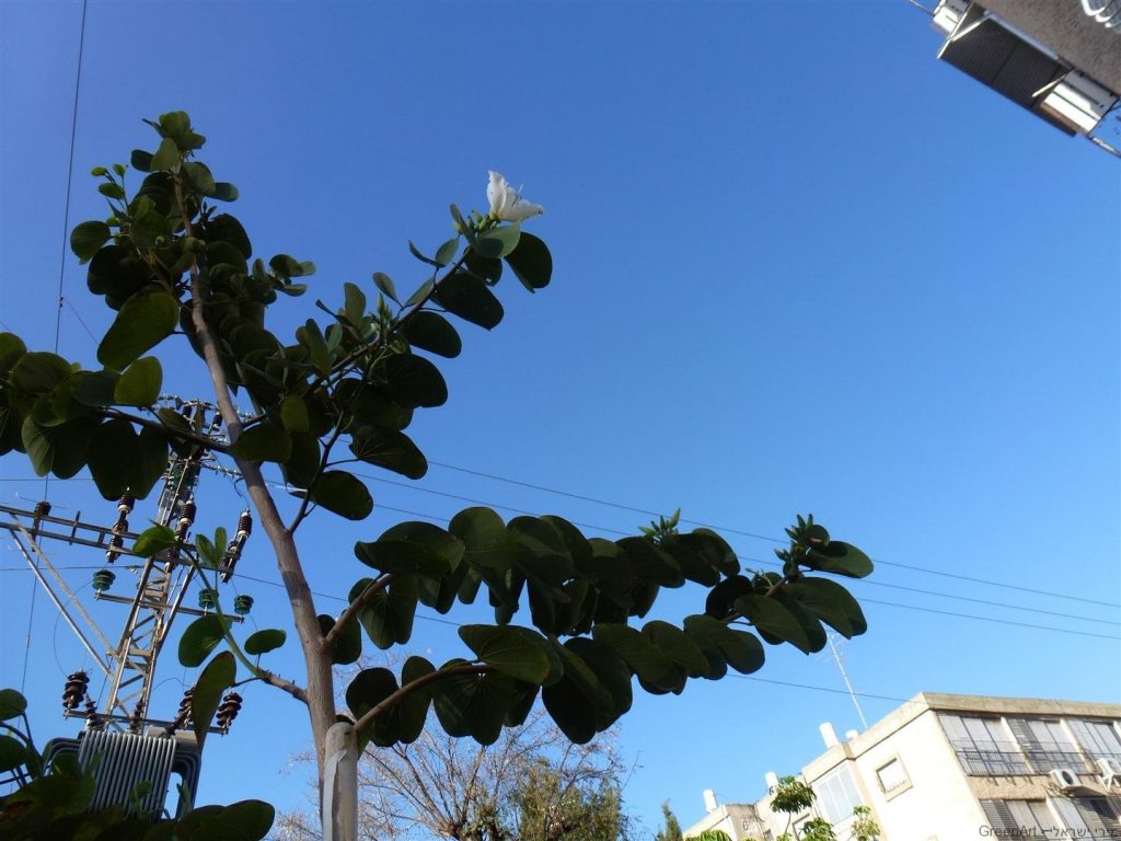 16.4.12 פרח ראשון פרח בניצני העץ- איזה אושר בחצרי