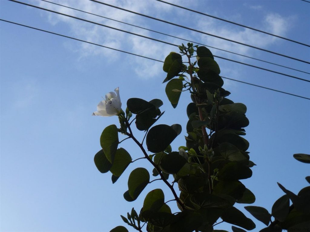 פריחה ראשונית בעץ שלי בן השנתיים- אפריל 2012