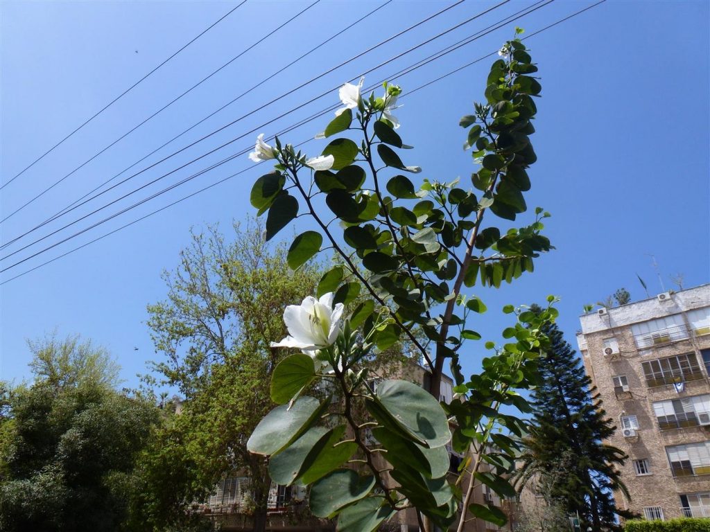 פריחה ראשונית בעץ הבוהיניה באפריל 2012