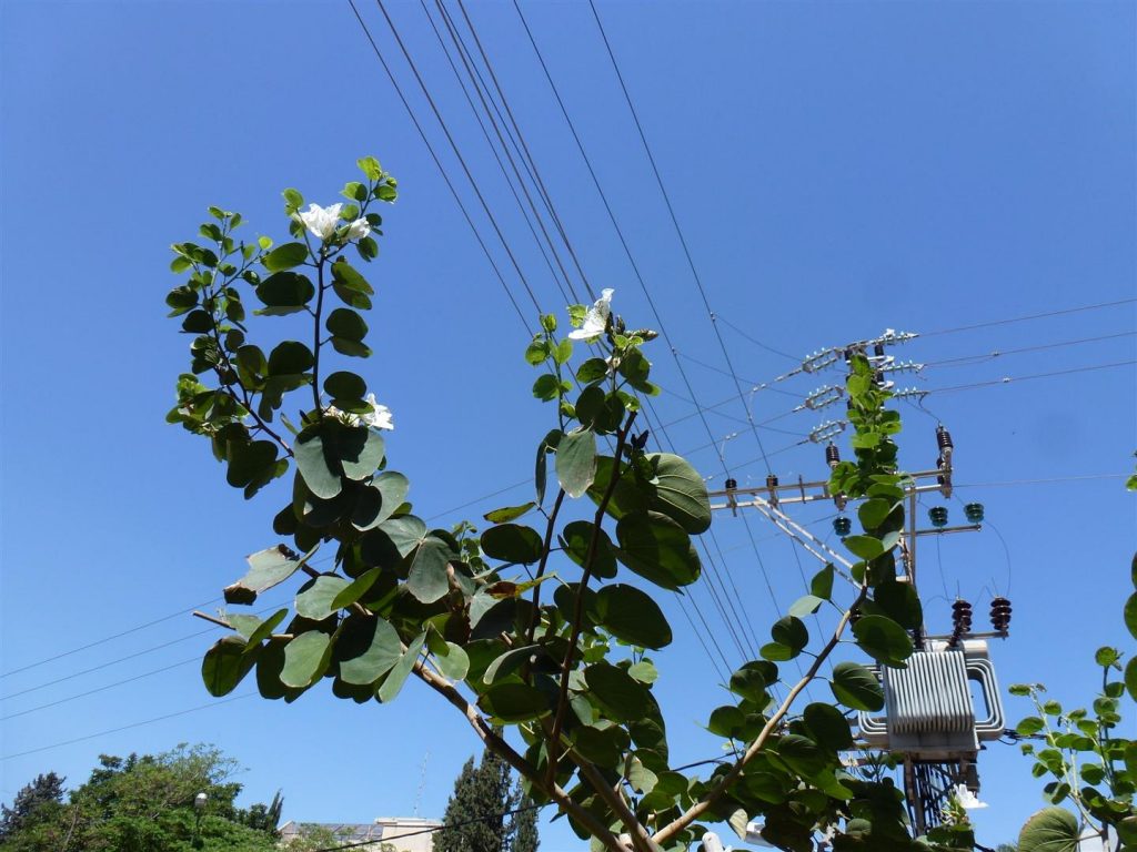 אביב 2013- העץ בן שלש והנצו ניצנים ראשונים לשנה זו