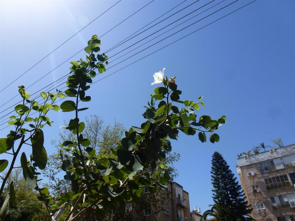 אביב 2013- העץ בן שלש והנצו ניצנים ראשונים לשנה זו
