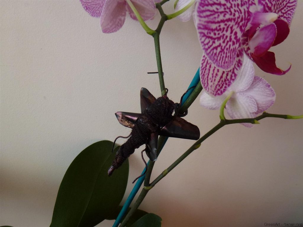 חרקים מפוסלים מקפסולות של קפה וסיכות ראש חרקים מפוסלים מקפסולות של קפה וסיכות ראש