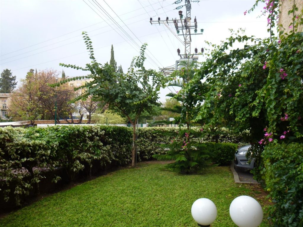 העץ שלי שמח לקראת גשמי הברכה שהגיעו סוף סוף בתחילת דצמבר 2013