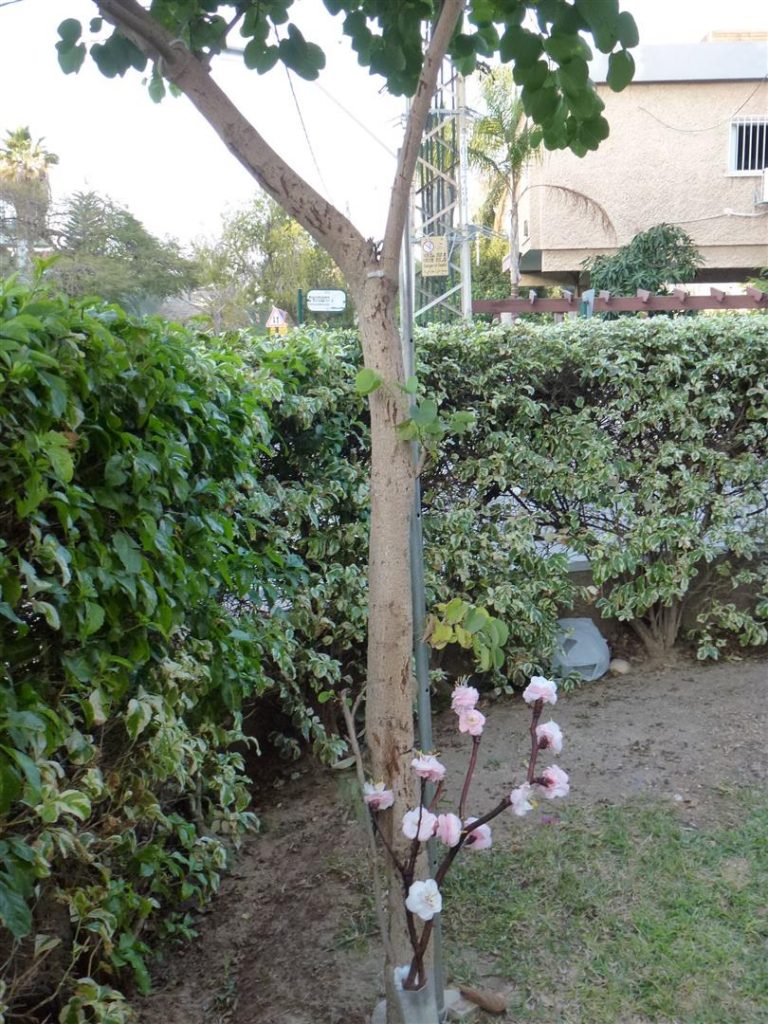ענף פרחי השקדיה שיצרתי מחומרים ממוחזרים ליד העץ שלי