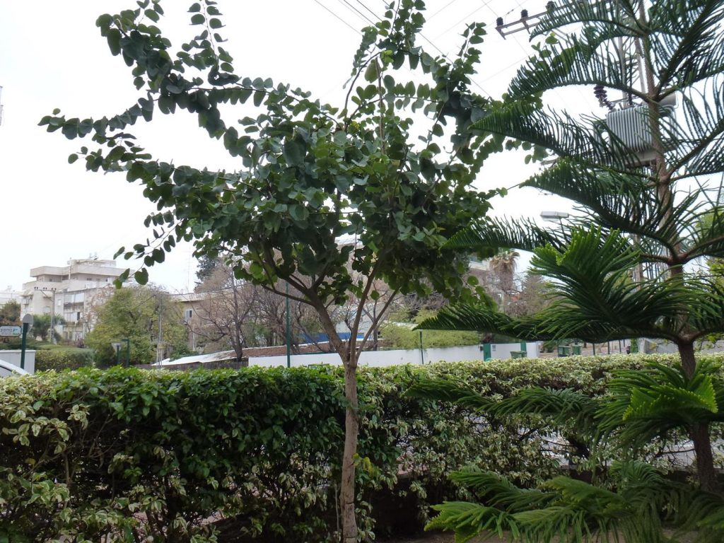 העץ שלי בינואר 2014 מכה שורשים חזקים וצומח למרומים