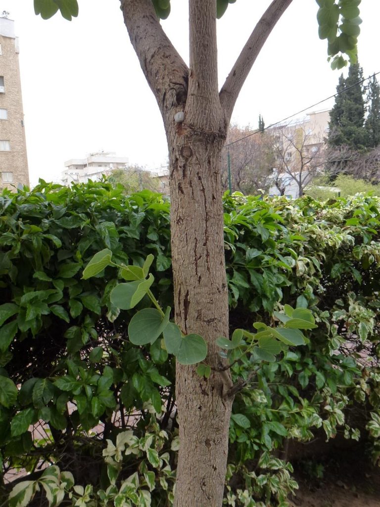 התרגשות מכל ענף חדש שצומח על גזע העץ שלי