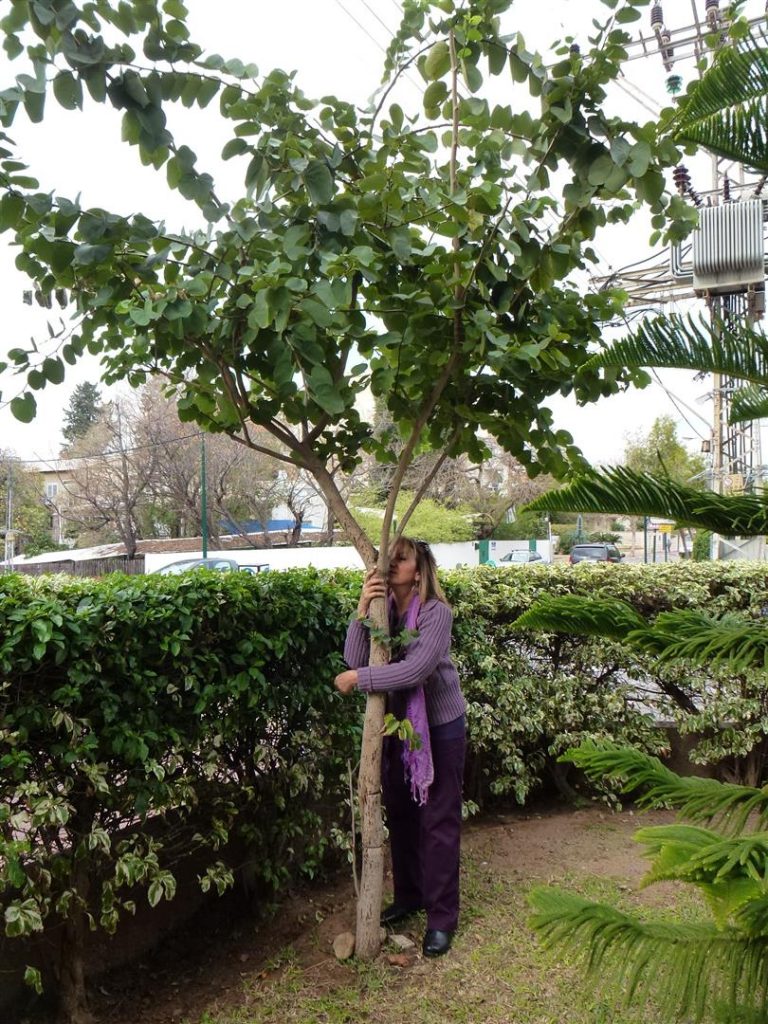 אני מחבקת את העץ שלי ליום הולדתו בן 4 שנים