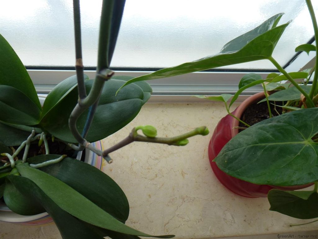 ענף ימין מתאריך 24.1.14