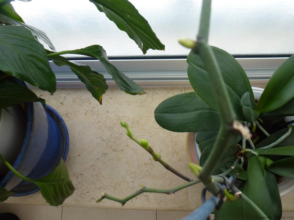 ענף שמאל מתאריך 24.1.14