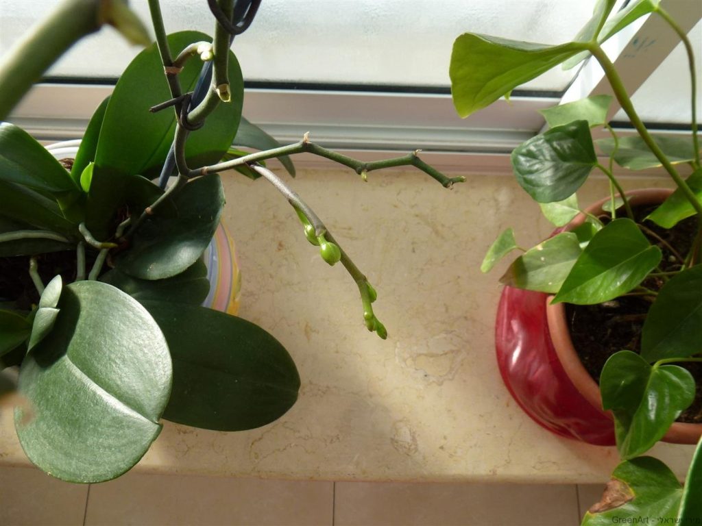 ענף שמאל מתאריך 27.1.14