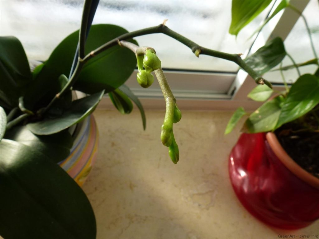 ענף ימין מתאריך 27.1.14