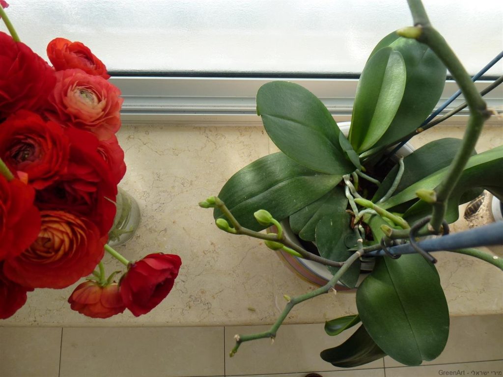 ענף שמאל מתאריך 3.2.14