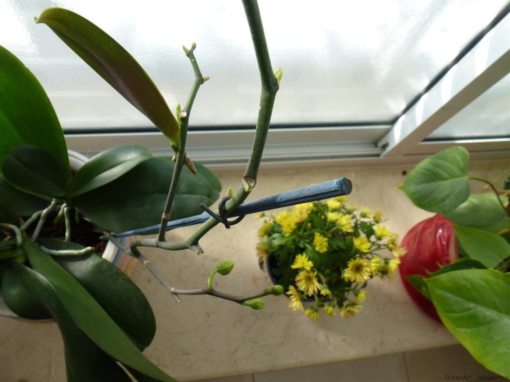 ענף ימין מתאריך 3.2.14