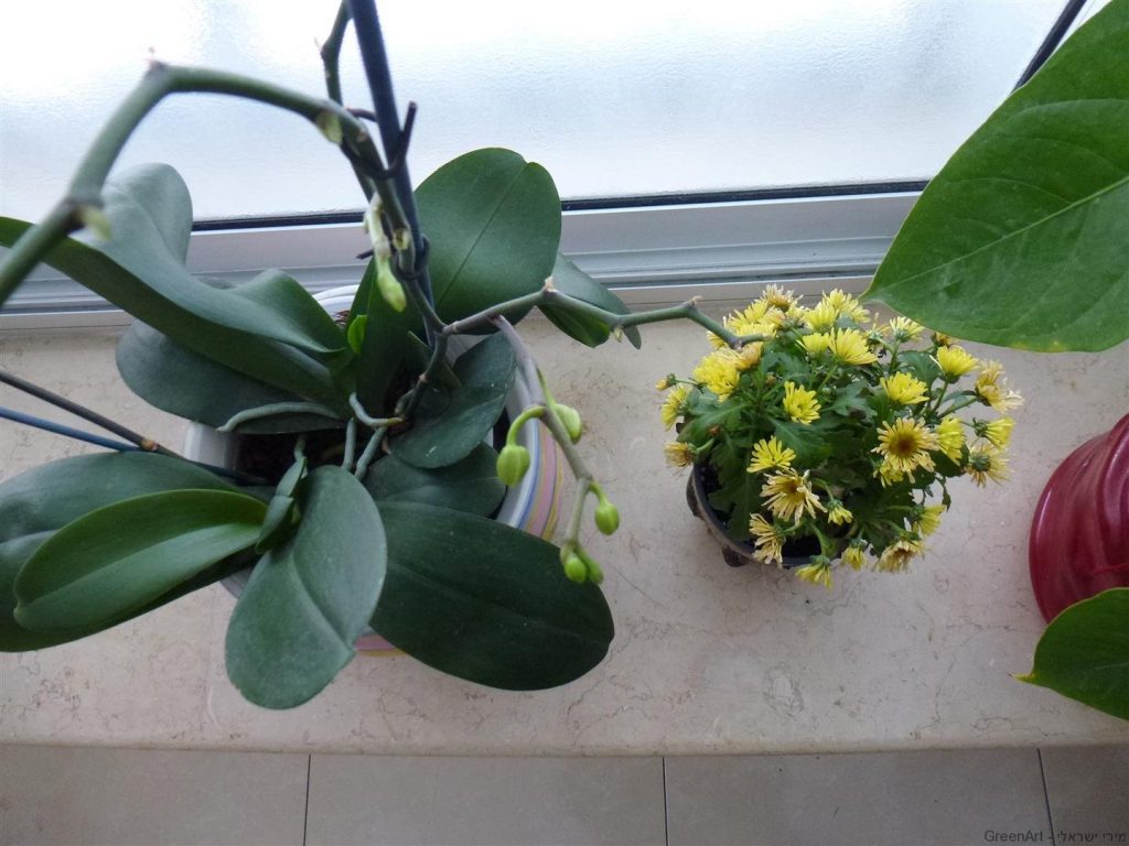 ענף ימין מתאריך 6.2.14