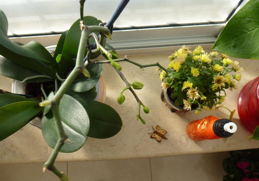 ענף ימין מתאריך 8.2.14