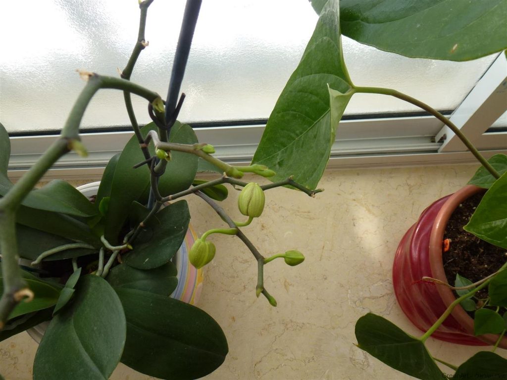 ענף ימין מתאריך 18.2.14