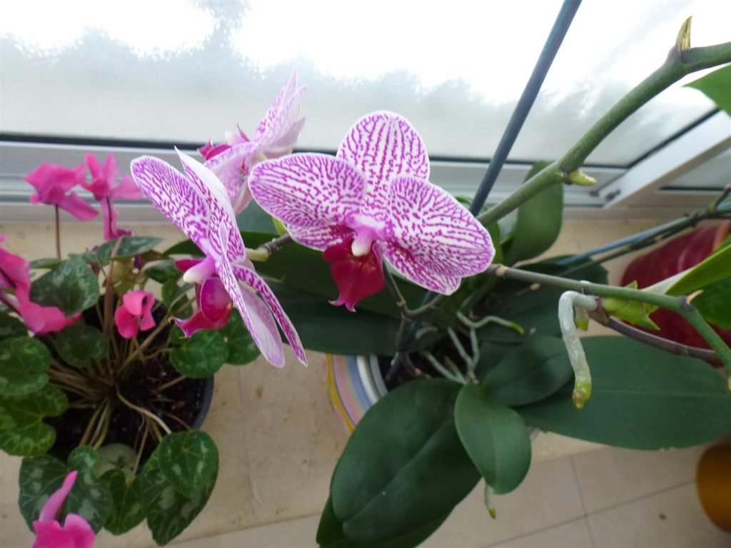 מרץ 2014 תפרחת מרהיבה של הסחלב שלי