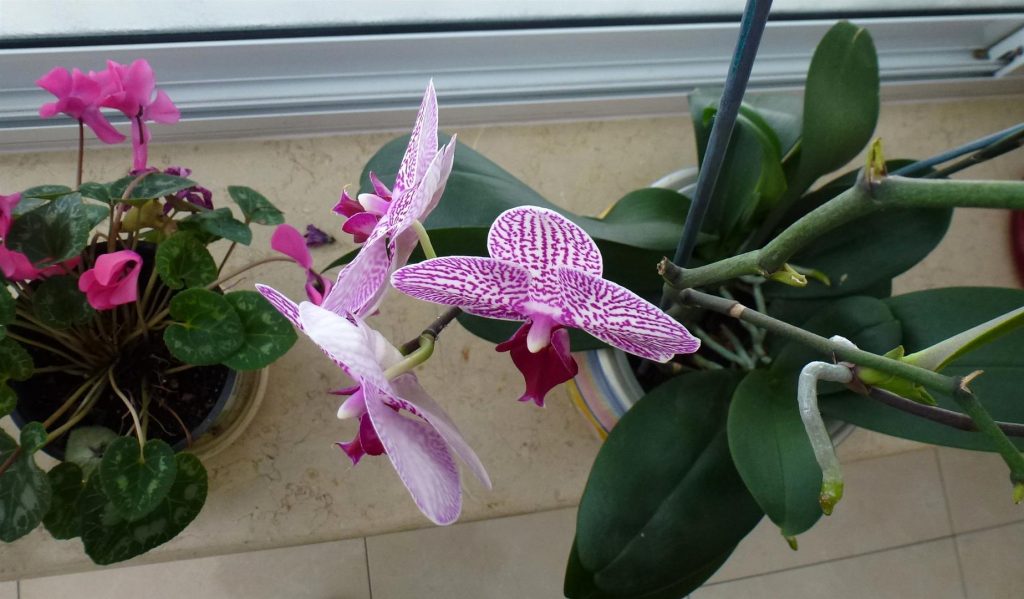 מרץ 2014 תפרחת מרהיבה של הסחלב שלי