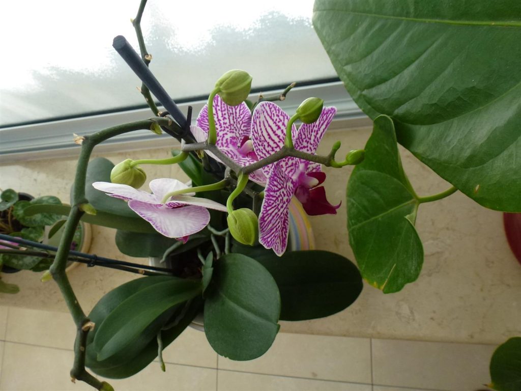 מרץ 2014 תפרחת מרהיבה של הסחלב שלי