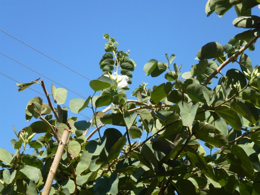 פריחה ראשונית של הניצנים במרץ 2014