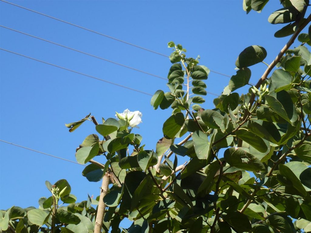 פריחה ראשונה בשנתו הרביעית - מרץ 2014