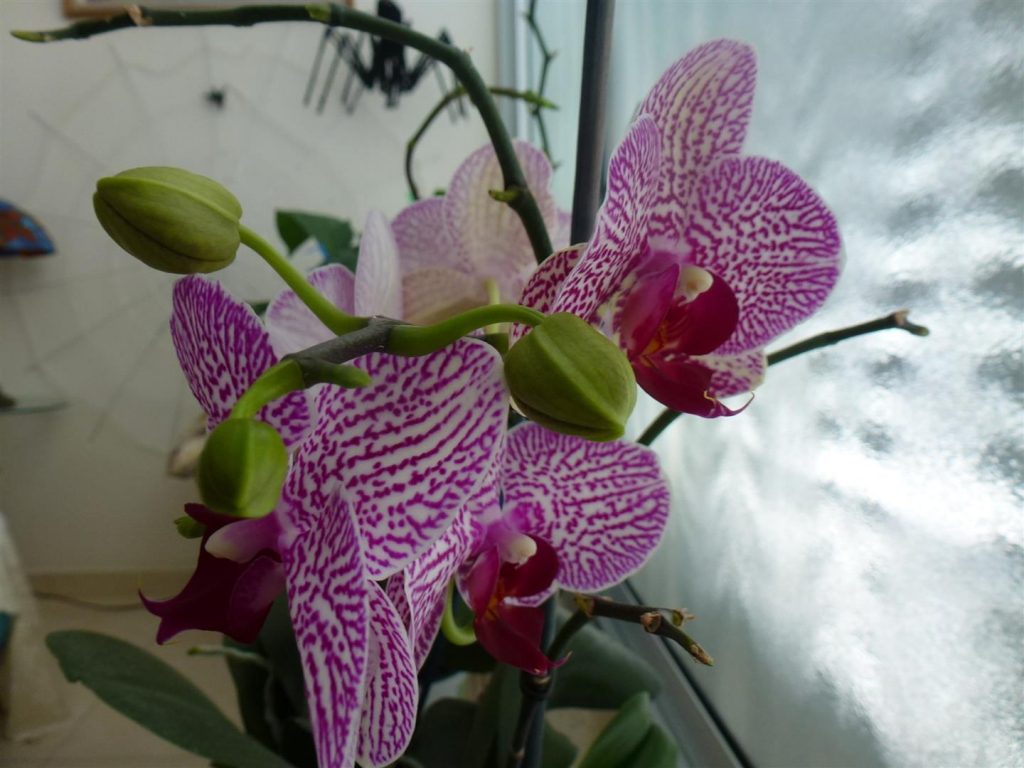 סוף חודש מרץ 5 פרחים על ענף אחד