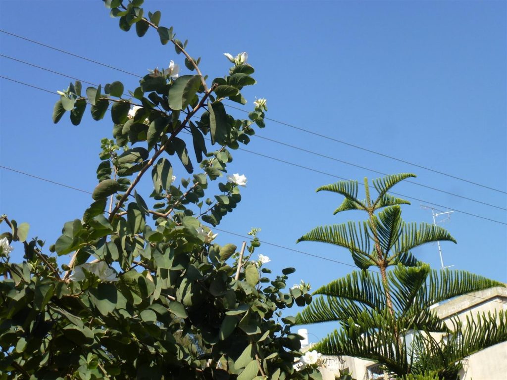 פרחי הבוהינה בתפרחת של שמלה לבנה העוטפת את העץ בהדר