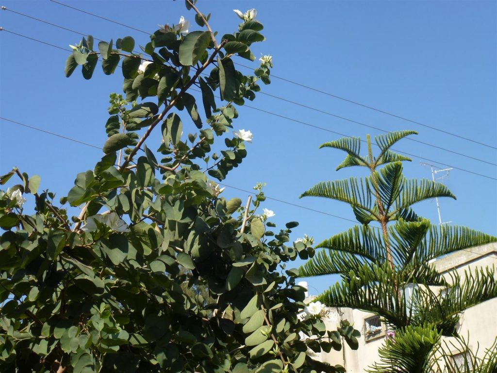 פרחי הבוהינה בתפרחת של שמלה לבנה העוטפת את העץ בהדר