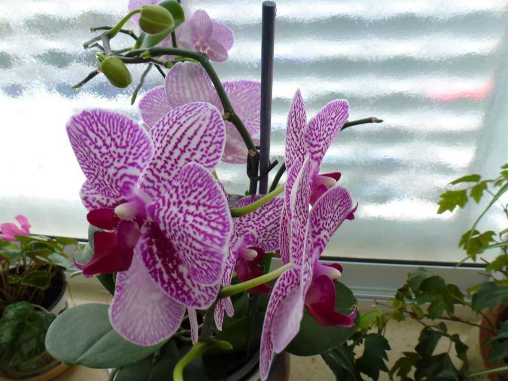 אמצע אפריל 7 פרחים פורחים על ענף אחד  ועוד היד נטויה